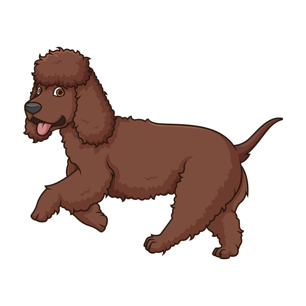 Irish water spaniel running. PNG - JPG and vector EPS (infinitely scalable).
