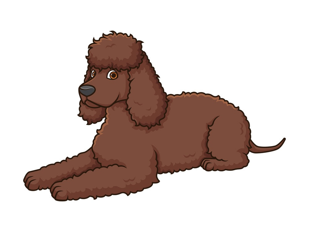 Irish water spaniel lying down. PNG - JPG and vector EPS (infinitely scalable).