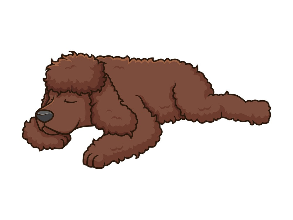 Sleeping irish water spaniel. PNG - JPG and vector EPS (infinitely scalable).