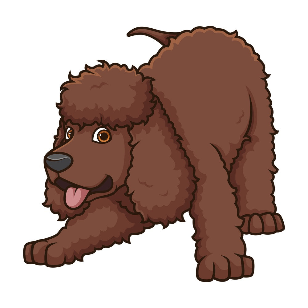Playful irish water spaniel. PNG - JPG and vector EPS (infinitely scalable).