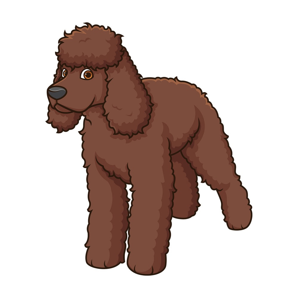 Gorgeous irish water spaniel. PNG - JPG and vector EPS (infinitely scalable).