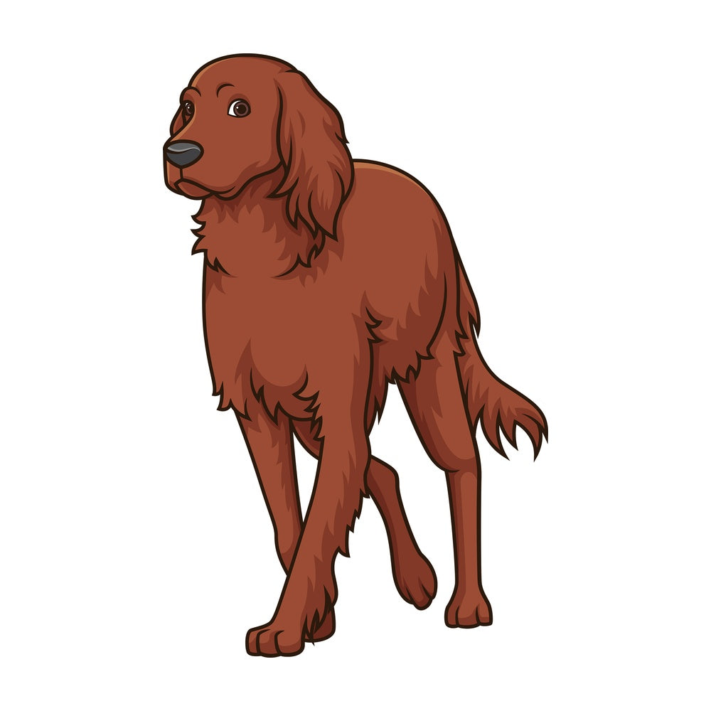 Irish setter walking. PNG - JPG and vector EPS (infinitely scalable).