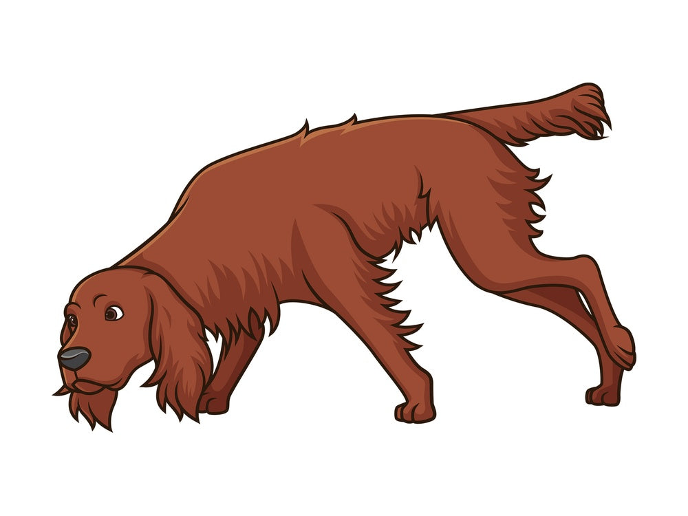 Irish setter sniffing. PNG - JPG and vector EPS (infinitely scalable).