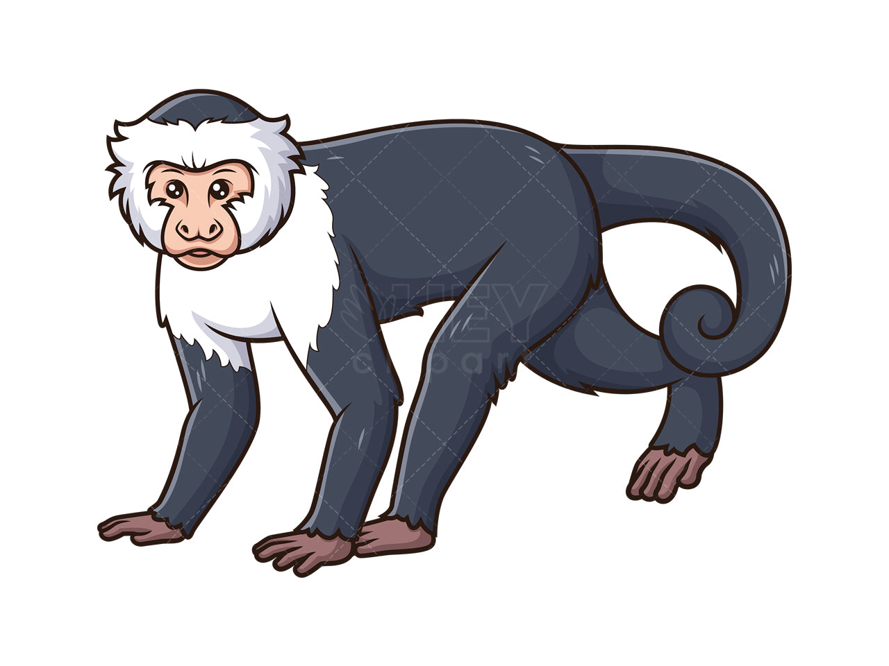Royalty-free stock vector illustration of a capuchin monkey walking.