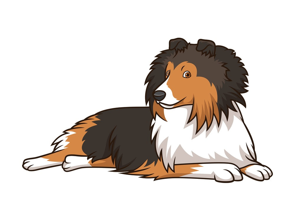 Shetland sheepdog dog lying down. PNG - JPG and vector EPS (infinitely scalable).