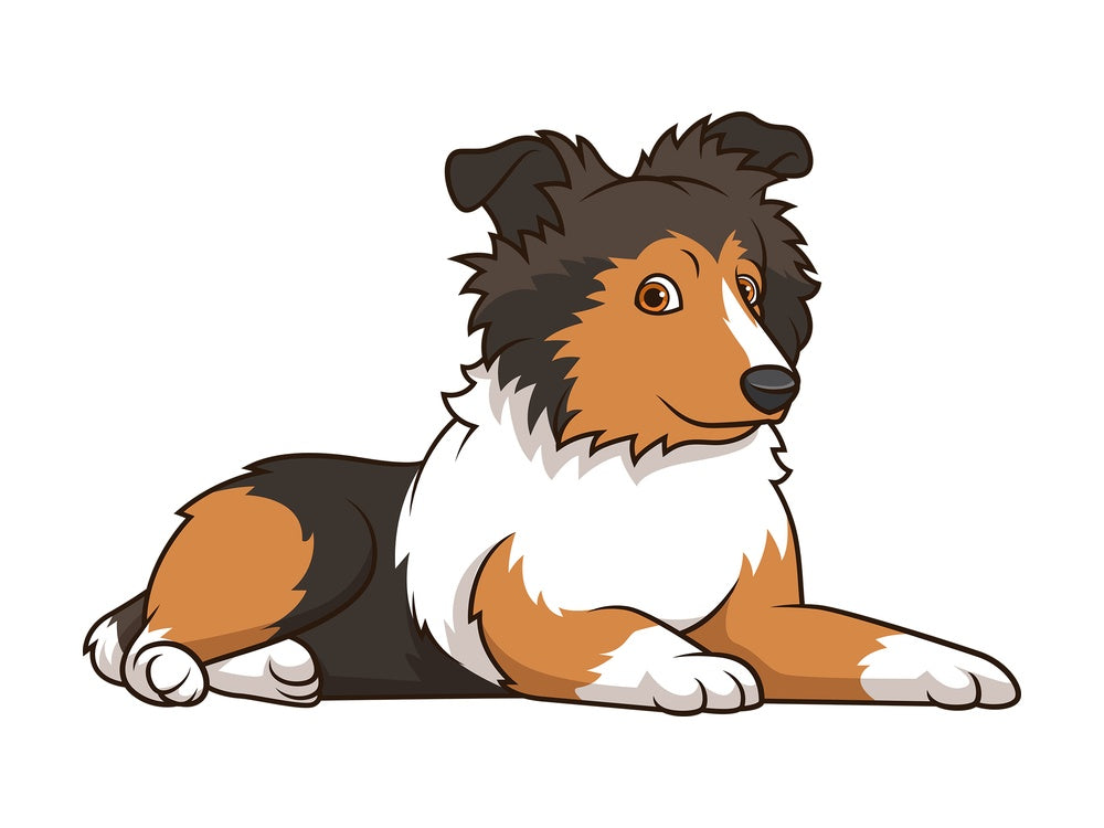 Cute sheltie puppy. PNG - JPG and vector EPS (infinitely scalable).