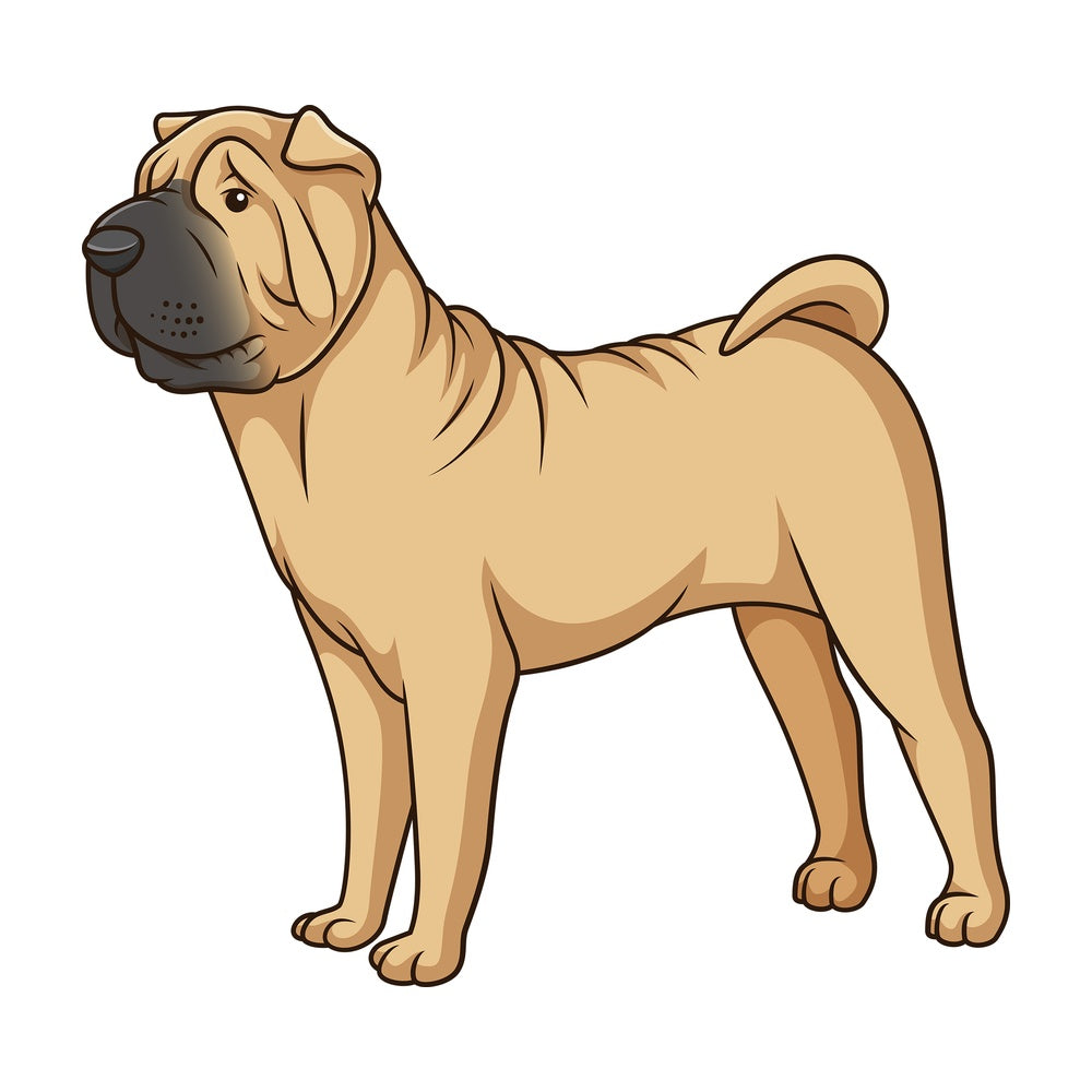 Gorgeous shar pei dog. PNG - JPG and vector EPS (infinitely scalable).