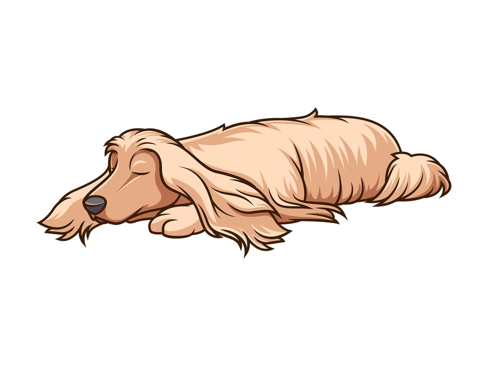 Sleeping afghan hound. PNG - JPG and vector EPS (infinitely scalable).