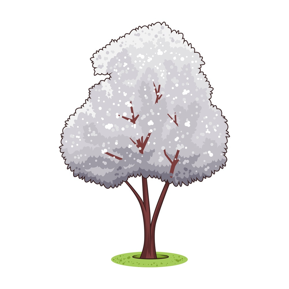 Magnolia kobus tree. PNG - JPG and vector EPS (infinitely scalable).
