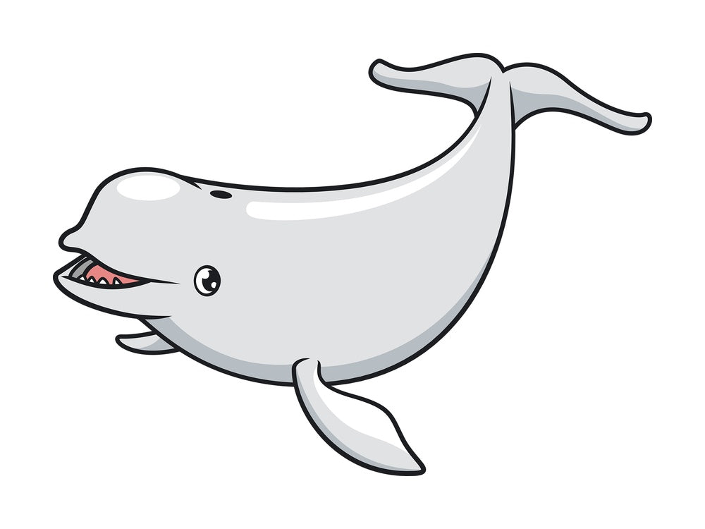 Beluga whale. PNG - JPG and vector EPS (infinitely scalable).