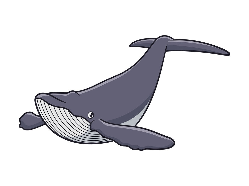 Humpback whale. PNG - JPG and vector EPS (infinitely scalable).
