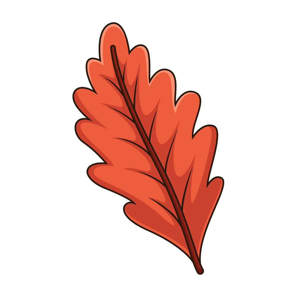 Orange autumn tree leaf. PNG - JPG and vector EPS file formats (infinitely scalable). Image isolated on transparent background.