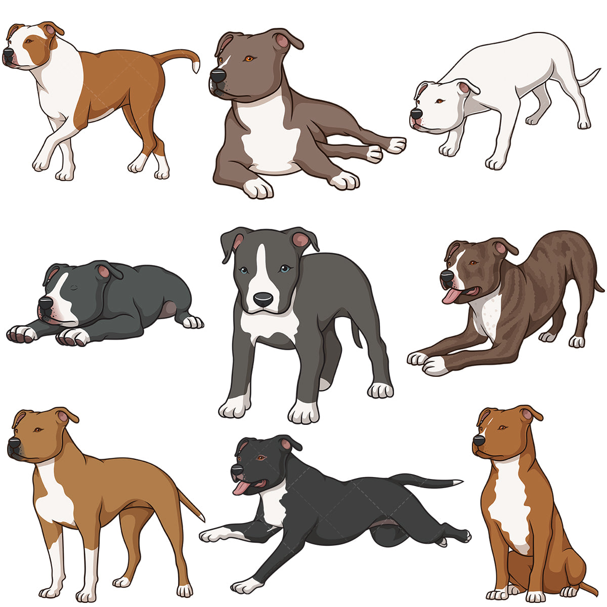 A bundle of 9 royalty-free stock vector illustrations of american staffordshire terrier dogs.