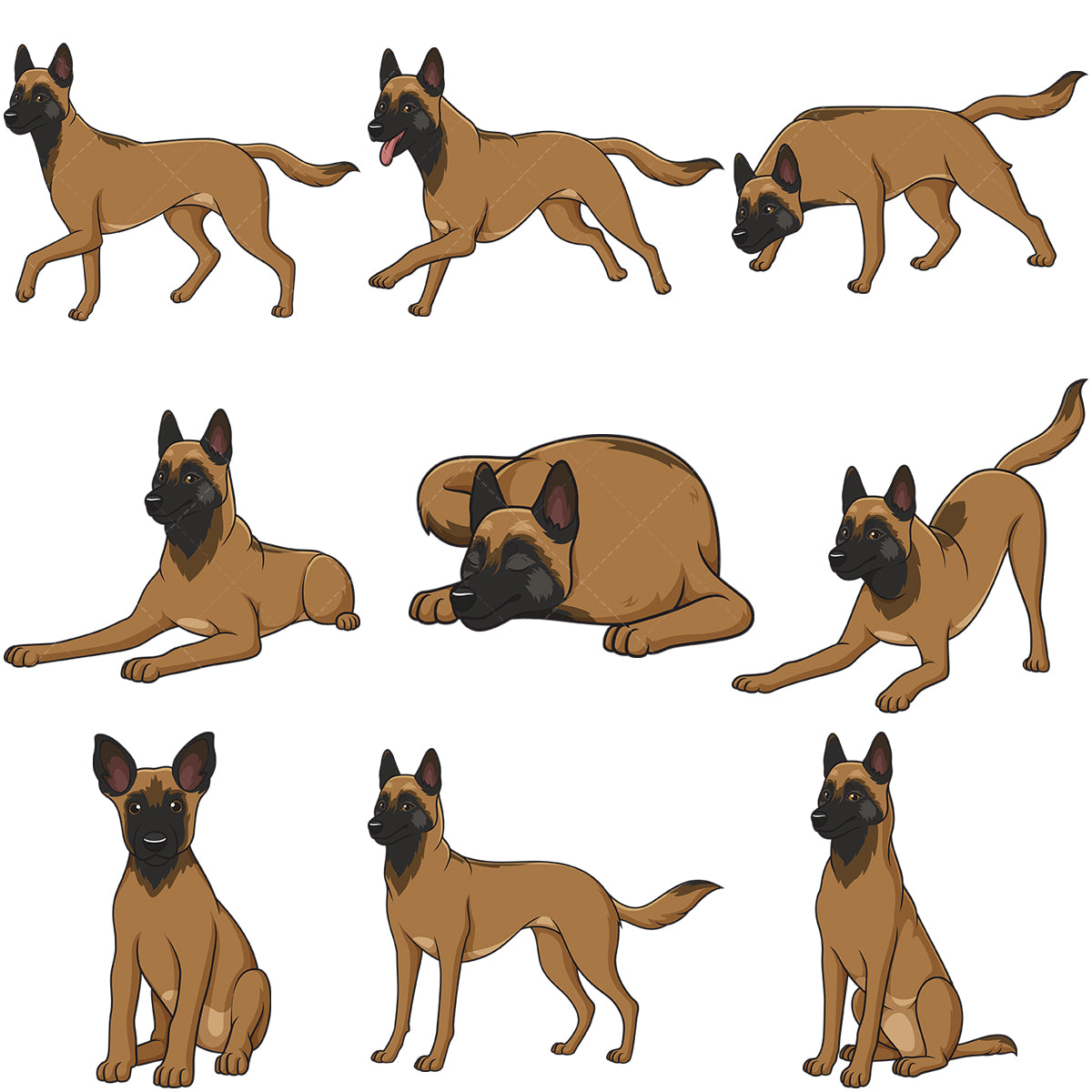 A bundle of 9 royalty-free stock vector illustrations of belgian shepherd dogs.