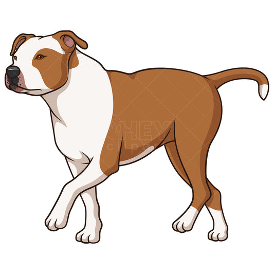 Royalty-free stock vector illustration of an american staffordshire terrier walking.