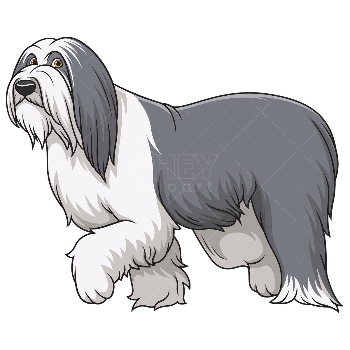 Royalty-free stock vector illustration of a bearded collie dog walking.