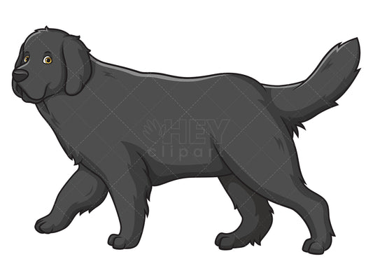 Royalty-free stock vector illustration of a newfoundland dog walking.