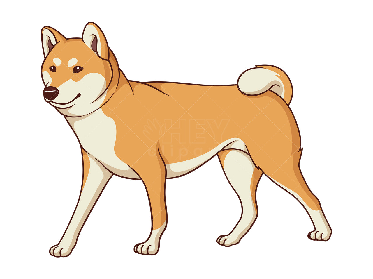 Royalty-free stock vector illustration of a shiba inu walking.