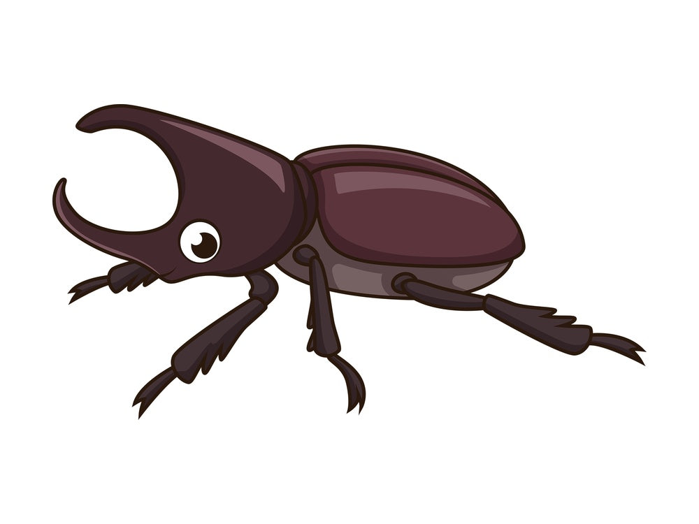 Cute beetle. PNG - JPG and vector EPS file formats (infinitely scalable). Image isolated on transparent background.