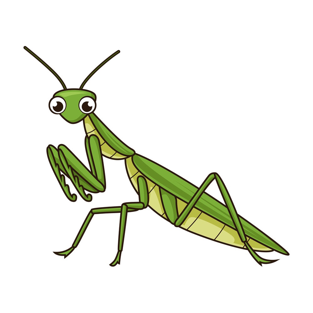 Cute praying mantis. PNG - JPG and vector EPS file formats (infinitely scalable). Image isolated on transparent background.