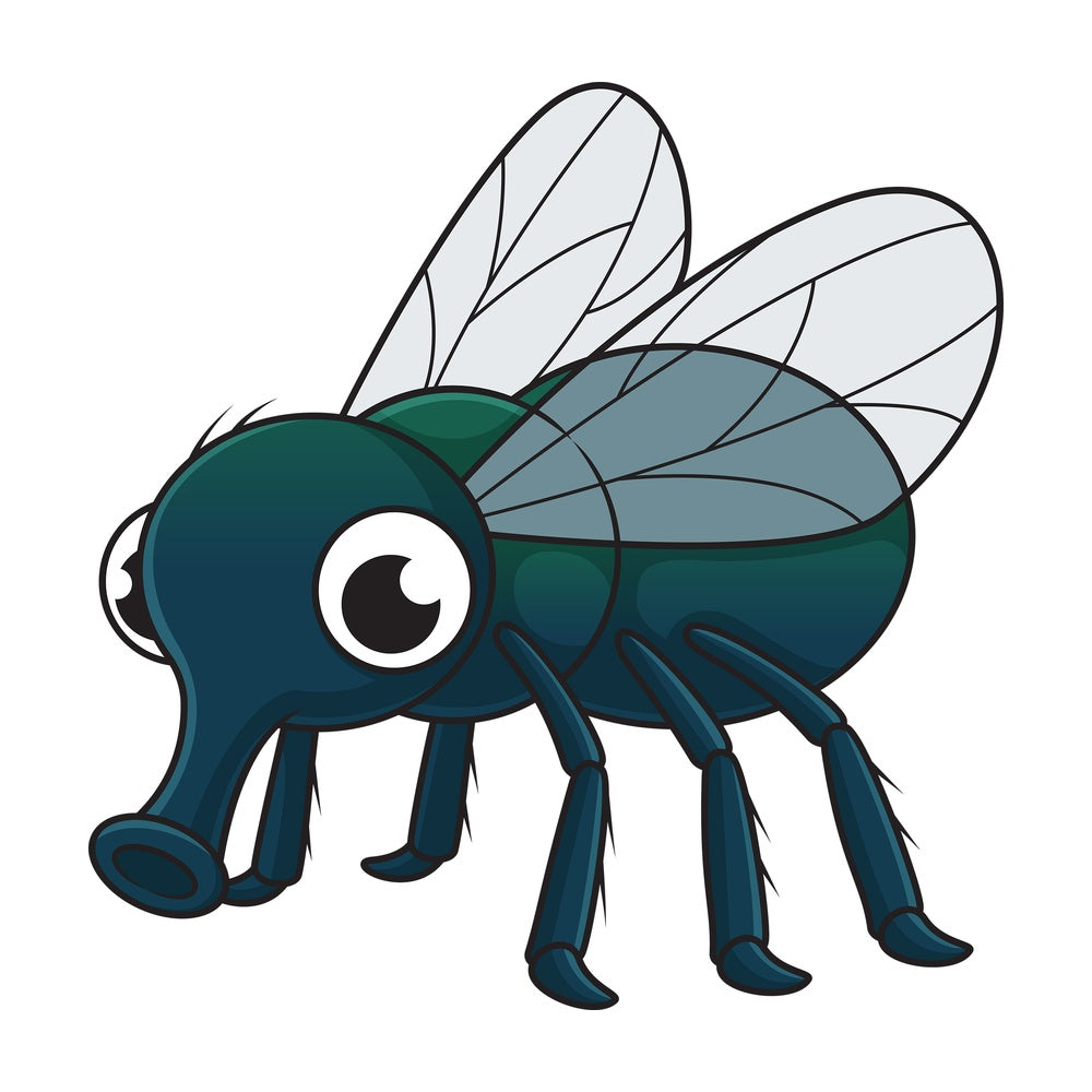 Cute fly. PNG - JPG and vector EPS file formats (infinitely scalable). Image isolated on transparent background.