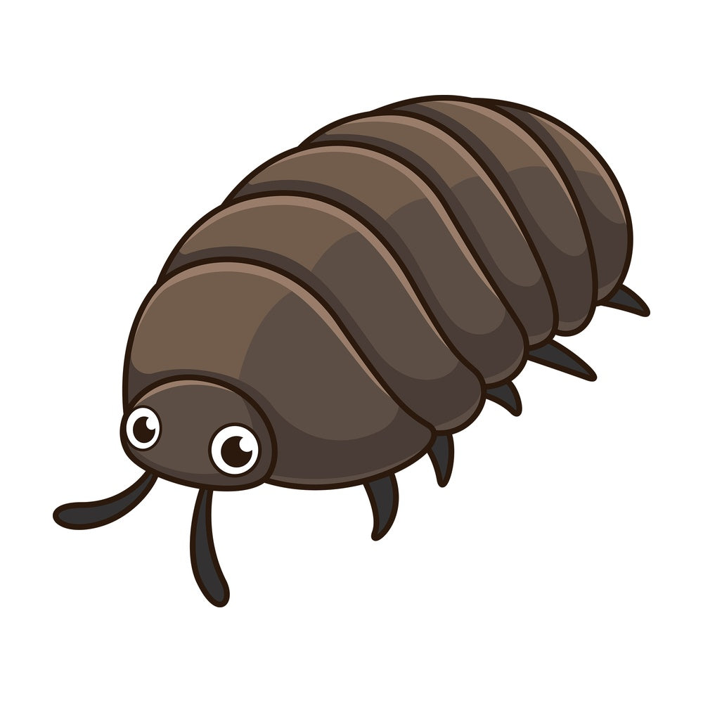 Cute pill bug. PNG - JPG and vector EPS file formats (infinitely scalable). Image isolated on transparent background.