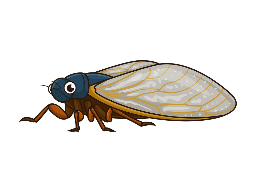 Cute cicada. PNG - JPG and vector EPS file formats (infinitely scalable). Image isolated on transparent background.