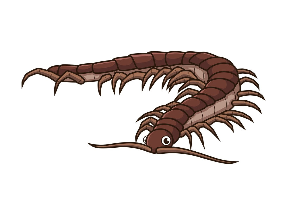 Cute centipede. PNG - JPG and vector EPS file formats (infinitely scalable). Image isolated on transparent background.