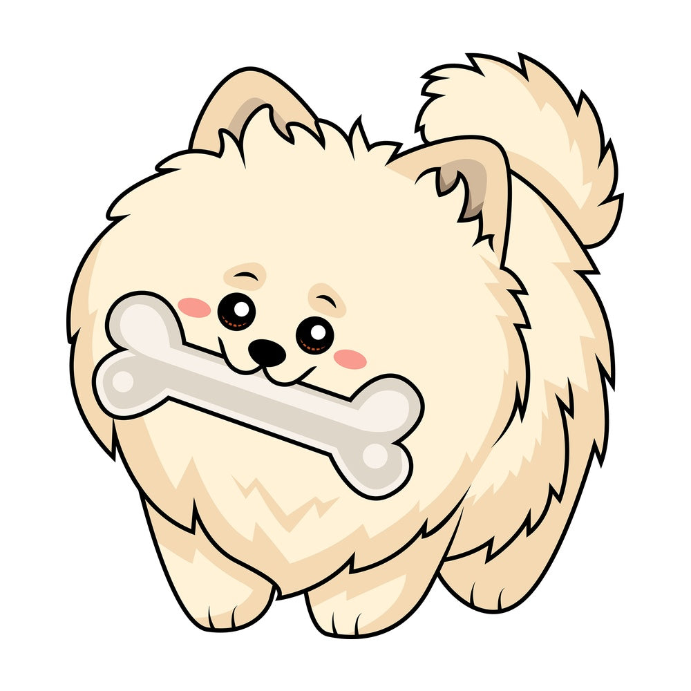 Sweet pomeranian dog chewing a big bone. PNG - JPG and vector EPS (infinitely scalable).