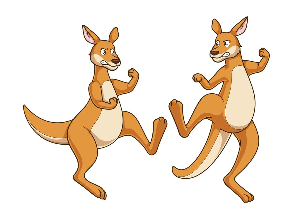 Two kangaroos fighting. PNG - JPG and vector EPS file formats (infinitely scalable). Image isolated on transparent background.