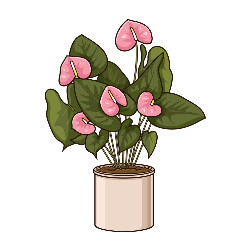 Cartoon pink anthurium plant. PNG - JPG and vector EPS file formats (infinitely scalable). Image isolated on transparent background.