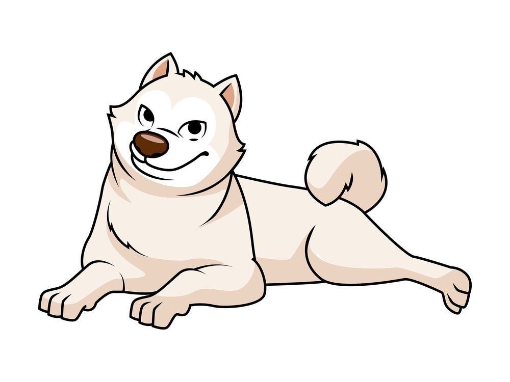 White akita dog lying down. PNG - JPG and vector EPS file formats (infinitely scalable). Image isolated on transparent background.