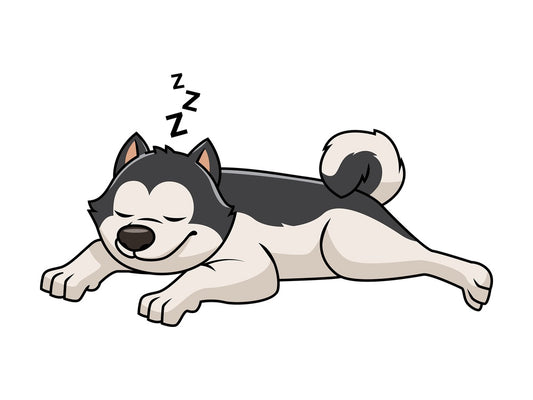 Pinto akita dog sleeping. PNG - JPG and vector EPS file formats (infinitely scalable). Image isolated on transparent background.