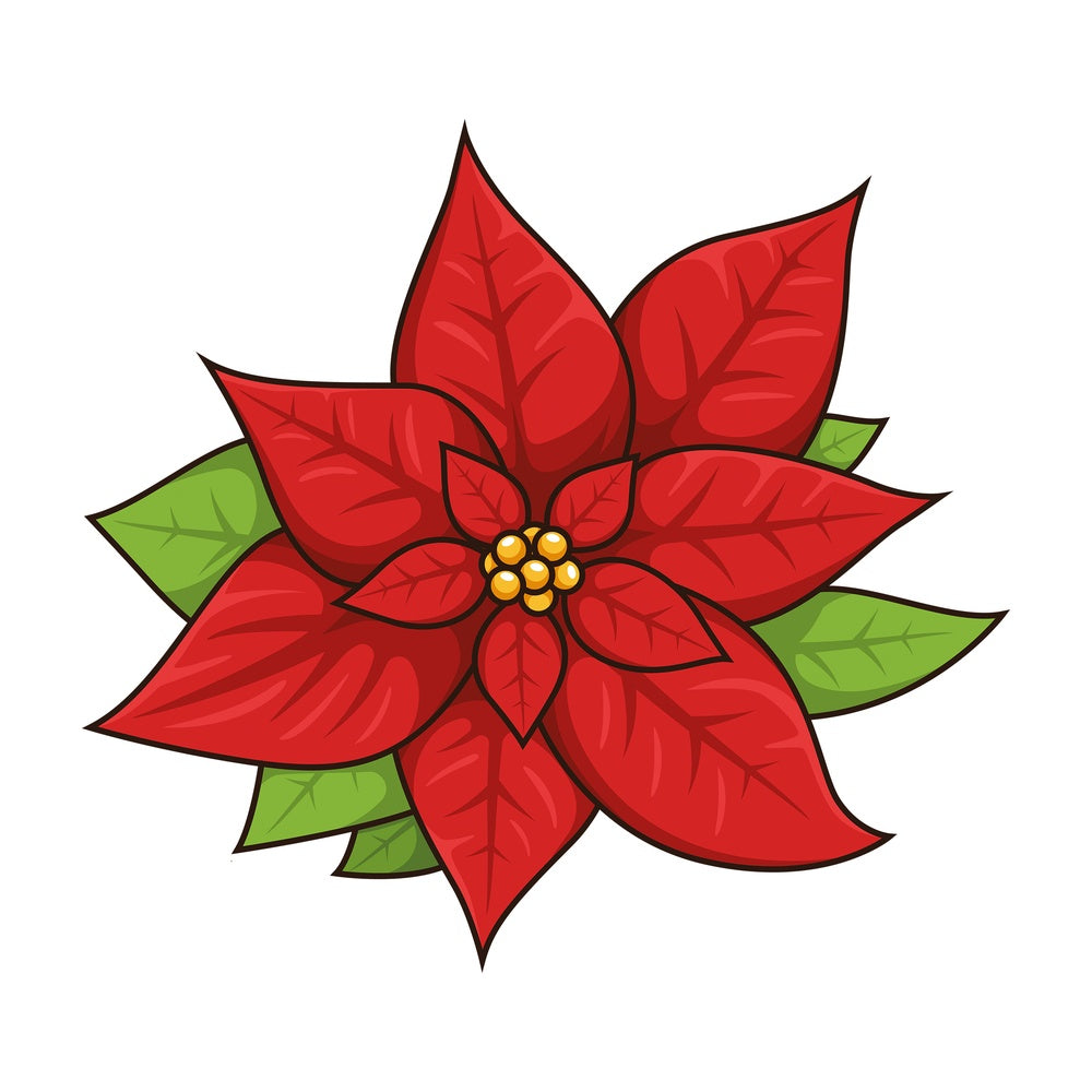 Cartoon poinsettia flower xmas. PNG - JPG and vector EPS file formats (infinitely scalable). Image isolated on transparent background.