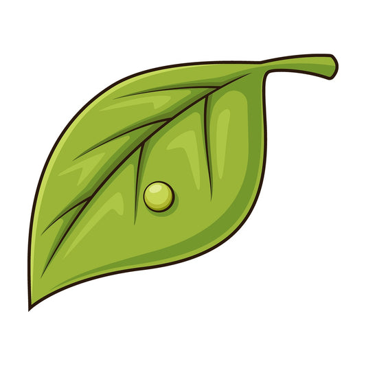 Butterfly egg on host plant. PNG - JPG and vector EPS (infinitely scalable).