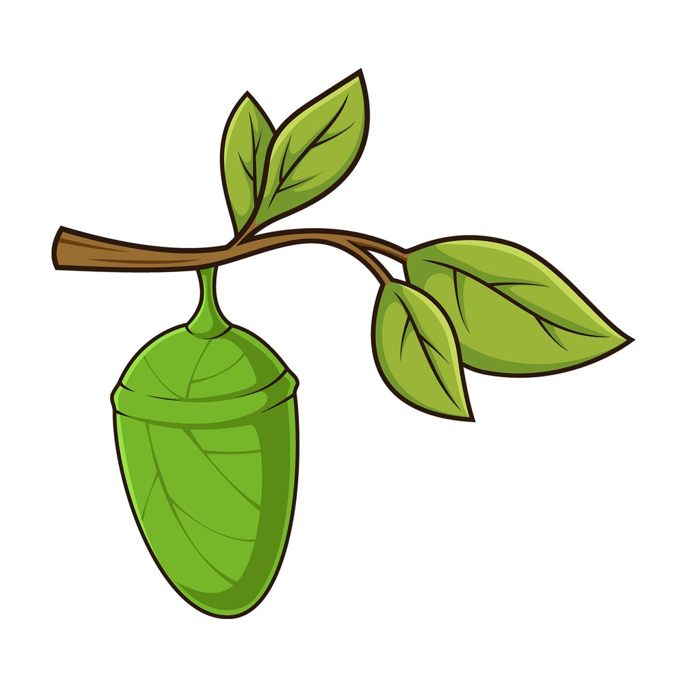 Cartoon chrysalis pupa. PNG - JPG and vector EPS (infinitely scalable).