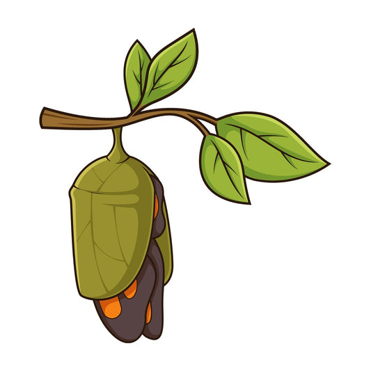Cartoon butterfly coming out of silken cocoon. PNG - JPG and vector EPS (infinitely scalable).