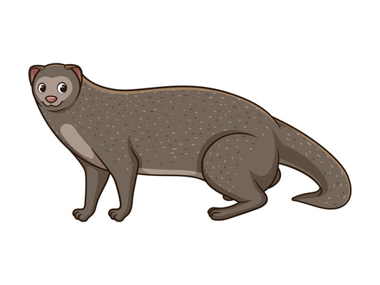 Cartoon mongoose safari animal. PNG - JPG and vector EPS file formats (infinitely scalable). Image isolated on transparent background.