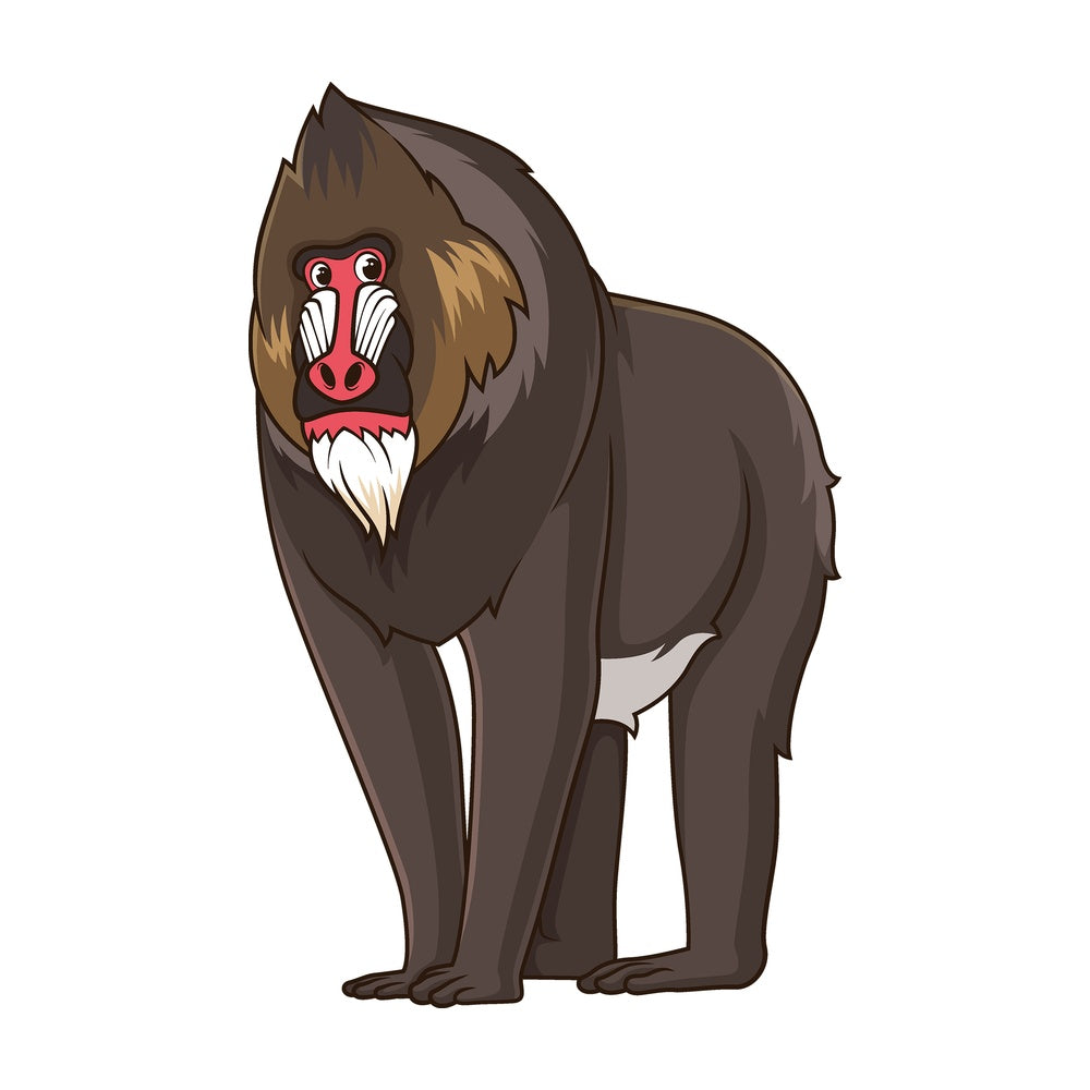 Cartoon mandrill safari animal. PNG - JPG and vector EPS file formats (infinitely scalable). Image isolated on transparent background.