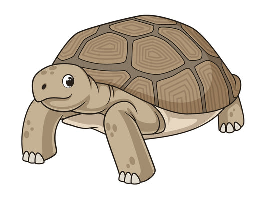 Cartoon african spurred tortoise. PNG - JPG and vector EPS file formats (infinitely scalable). Image isolated on transparent background.