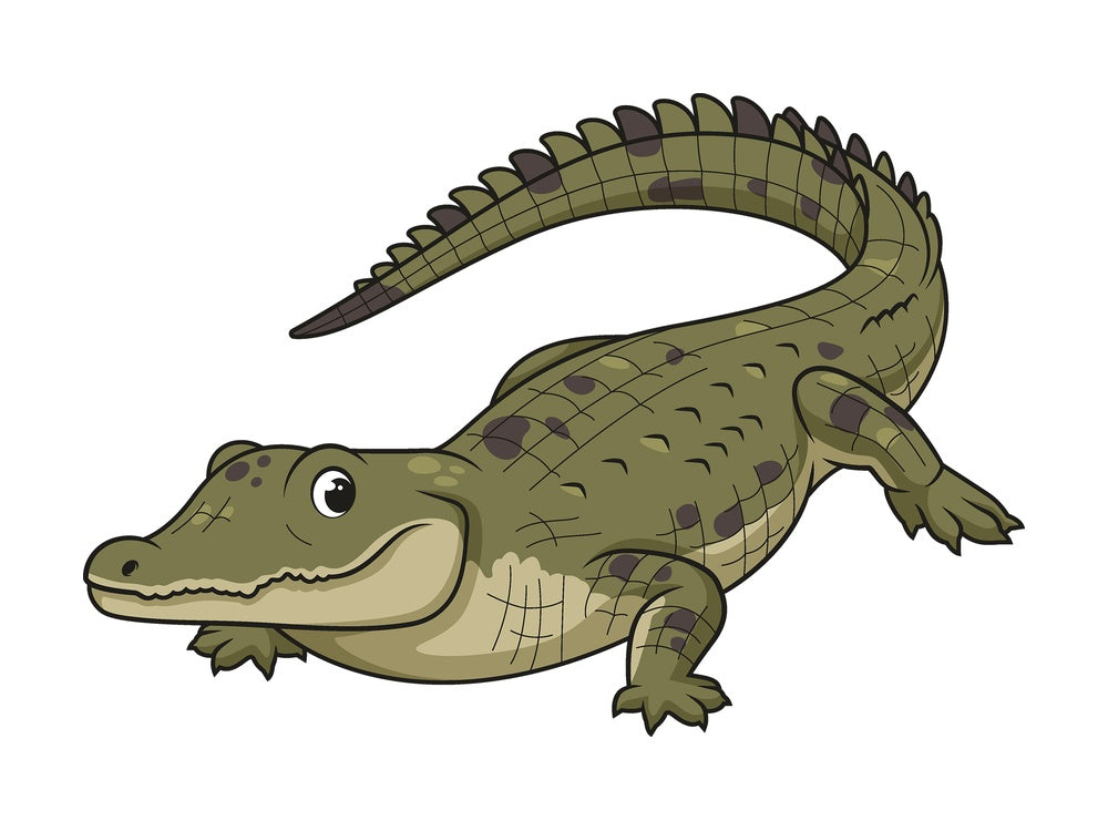 Cartoon nile crocodile. PNG - JPG and vector EPS file formats (infinitely scalable). Image isolated on transparent background.