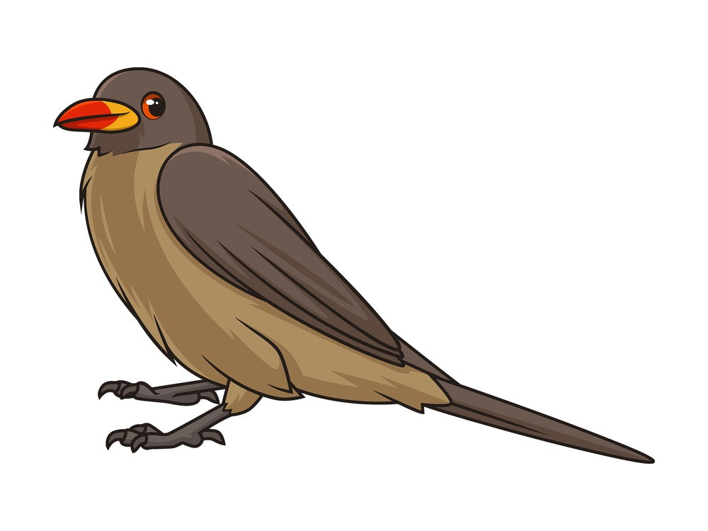 Cartoon oxpecker bird. PNG - JPG and vector EPS file formats (infinitely scalable). Image isolated on transparent background.