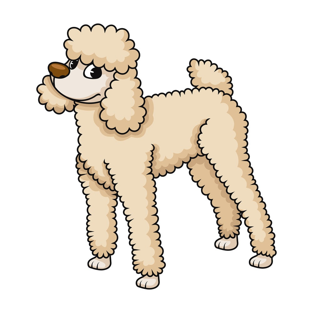 Pretty standard poodle. PNG - JPG and vector EPS (infinitely scalable). Image isolated on transparent background.