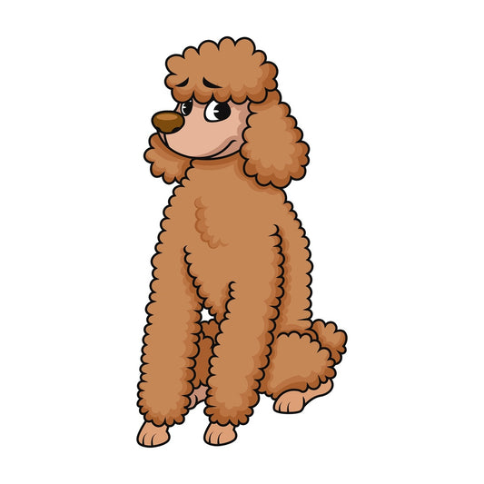 Brown standard poodle sitting. PNG - JPG and vector EPS (infinitely scalable). Image isolated on transparent background.