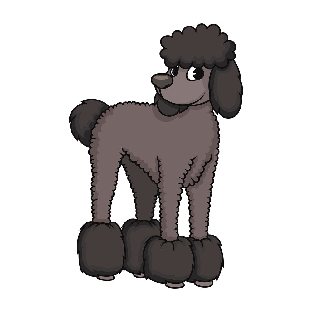 Groomed black poodle. PNG - JPG and vector EPS (infinitely scalable). Image isolated on transparent background.