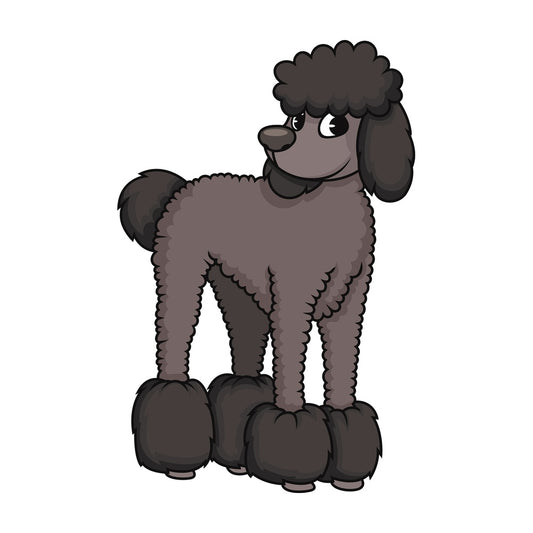 Groomed black poodle. PNG - JPG and vector EPS (infinitely scalable). Image isolated on transparent background.