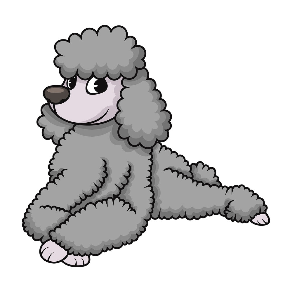 Standard poodle lying down. PNG - JPG and vector EPS (infinitely scalable). Image isolated on transparent background.