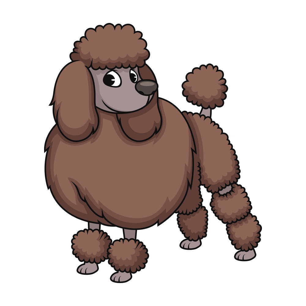 Stylish groomed poodle. PNG - JPG and vector EPS (infinitely scalable). Image isolated on transparent background.