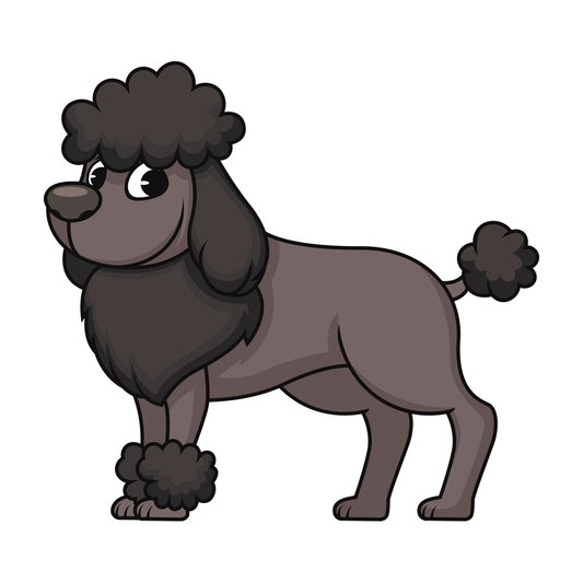 Groomed black miniature poodle. PNG - JPG and vector EPS (infinitely scalable). Image isolated on transparent background.