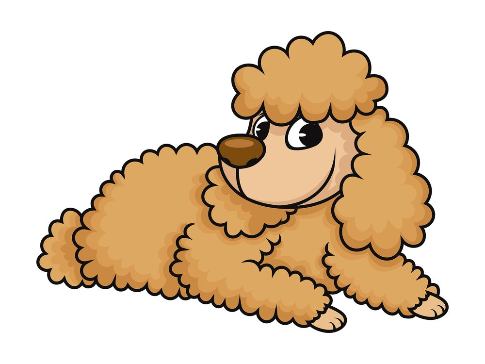 Miniature poodle sitting down. PNG - JPG and vector EPS (infinitely scalable). Image isolated on transparent background.